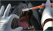 Brushing a seal's teeth