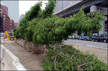 Trees await planting along restored Big Dig