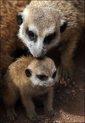 A meerkat licked her pup at the National Zoo Park La Aurora, south of Guatemala City. The meerkat is a small mammal that inhabits the Kalahari and Namib deserts in southern Africa.