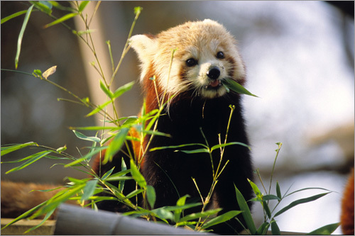 One of two baby red pandas at the Jardin des Plantes in Paris. Yumco, the male, and Zanda, the female, have now left their nest and can be seen by visitors.