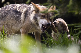 Joy, a wolf, played with a one of her four newborn pups at the Chapultepec Zoo in Mexico City. The Chapultepec Zoo is developing a recovery program and plans to reintroduce wolves in protected areas of Mexico.