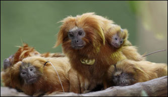 A family of golden lion tamarins perched on a branch in their exhibit at the Small Mammal House at the zoo in Washington.