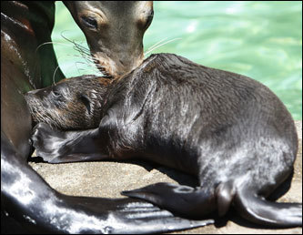 Kako, a California sea lion, fed her newborn baby at the Ueno Zoo in Tokyo.