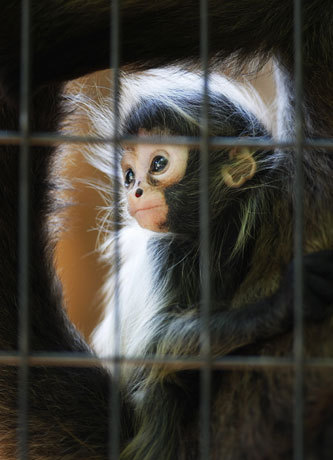 A 2-month-old black-handed spider monkey was held in the arms of its mother at the Ueno Zoo in Tokyo.