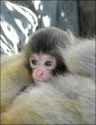 A baby snow monkey peered up from its mother's lap at the Central Park Zoo in New York. Snow monkeys are native to northern Japan.