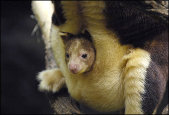 A baby Matschie's tree kangaroo, called a joey, looked out from its mother's pouch in the Bronx Zoo's JungleWorld exhibit. The joey spent the first few months of his life viewing the world from his mother's pouch and has only recently begun exploring his environment on his own.