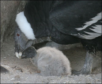 The Denver Zoo's first Andean condor chick, a male, is shown with a parent in this photo. Andean condors are endangered in the wild, and only one other chick has hatched in the past year in zoos throughout the world. First-time parents Evita and Andy took turns incubating the egg for 61 days and continue to take excellent care of their young chick.