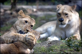 African lion cubs Elsa (left) and Ann roughhoused in front of Ann's mother, Sekaye, at the Knoxville Zoo in Tennessee. Keepers were reintroducing a total of four cubs to their mothers, who couldn't take care of them when they small.