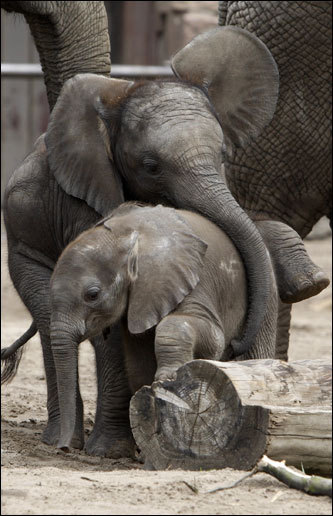 African elephant babies Kariba (top) and Kando played in the outdoor enclosure in Tierpark Zoo in Berlin. Here, Kando was united with his family for the first time.