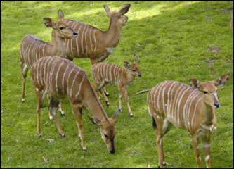 A young nyala walked with more mature members of its heard in the African Plains Exhibit at the Bronx Zoo in New York City.