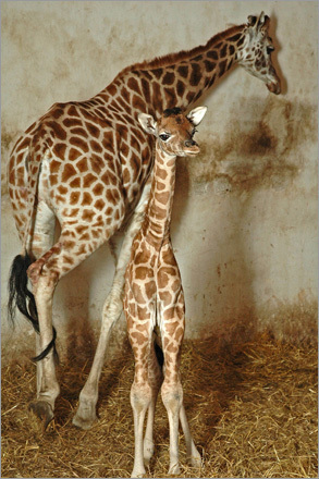 Seven-year-old giraffe Bubu walks past her newborn daughter, in the Animal Park of Nyiregyhaza, Hungary. The 5-foot-11-inch-tall baby was born early Christmas morning.