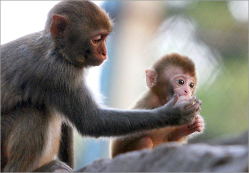 Here a baby macaque is fed by its mother at a zoo in Suzhou, in east China's Jiangsu province.