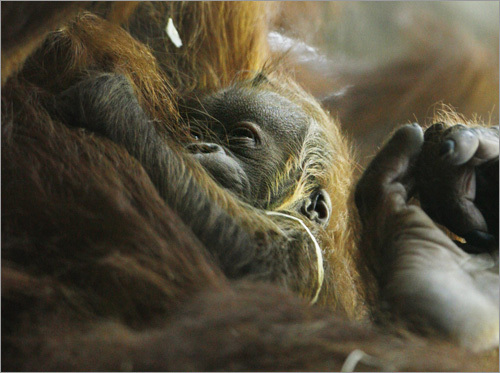 An orangutan baby holds on tight to its mother Xira in Zurich.