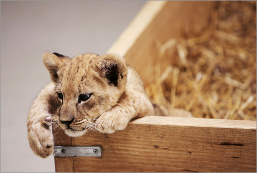 Here a female lion cub that was born at the Virginia Zoo in Norfolk, Va., relaxes.