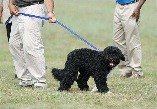 Bo, the presidential dog, arrived with the Obamas on Martha's Vineyard yesterday for a week-long vacation. Locals welcomed Bo by holding a dog parade.