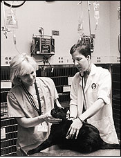 Technicians Christina Wojtowicz (left) and Tracy Elmes in the veterinary school's cat ward, which was created to minimize stress on felines.