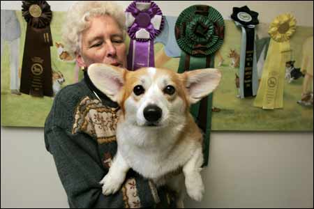 At the Westminster Dog Show, Anne Bowes (above) will present her Pembrooke Welsh corgi, Betsy, who has a blue-blooded pedigree that goes back eight generations.