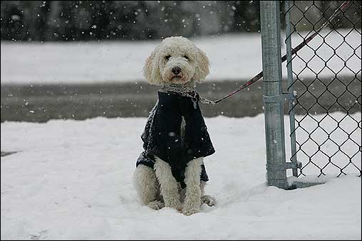 Molly the Labradoodle waited patiently for her owner on Beacon St. in Newton.