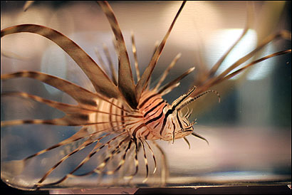 A juvenile lionfish found by divers off the coast of the Bahamas surveyed its new home at the New England Aquarium. A spokesman said the venomous fish may now be breeding in the Atlantic Ocean.