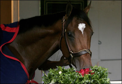 Kentucky Derby winner Barbaro stopped to smell the roses as he was walked around the stable the day after his 6 1/2-length triumph.