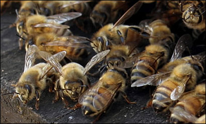 Honeybees brought in by Merrimack Valley Apiaries pollinated cranberries on Nantucket yesterday.