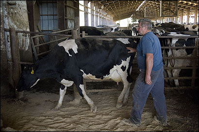 Dairy farmer Richard Woodger walked one of his cows into his milking parlor in Granville on Wednesday.