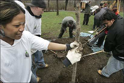 Sotheary Chan (left) of Lowell steadied a white oak that she and fellow Massachusetts YouthBuild members were planting in Beaver Brook Reservation in Belmont for Arbor Day.