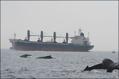 Humpbacks and other whales at Stellwagen Bank are at risk of collisions with large vessels that use nearby shipping lanes.