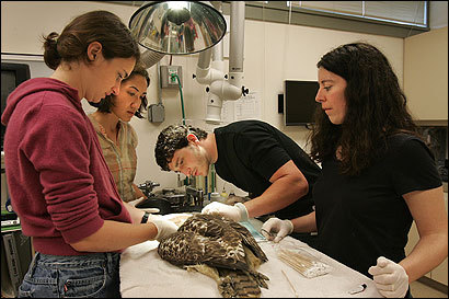 Dr. Maureen Murry (right) helped students at Cummings School of Veterinary Medicine’s wildlife clinic at Tufts University as they worked on a sedated red-tailed hawk. The students are, from left, Catherine Wood, Kara Van Voorhis, and Eli Cohen.