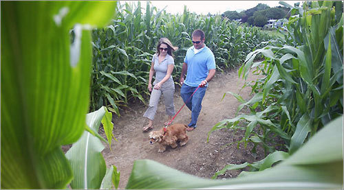 Ashley Hoyle and Nathan Arruda of Woonsocket, R.I., walk their dog, Katy, through an 8-acre maze of corn at Escobar's Highland Farm in Portsmouth, R.I.