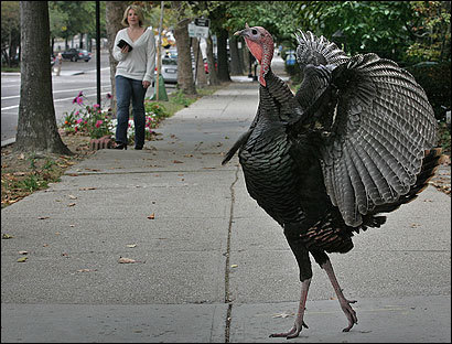 A wild turkey strolled along a sidewalk on Beacon Street in Brookline. The birds can grow to weigh roughly 20 pounds and stand 4 feet tall.