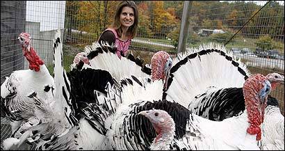 Jennifer Cermak is at home on Berlin Farms with her rare royal palm turkeys.