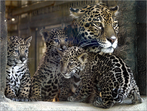2. It's got more jaguars than the NFL team. The team's owners have hosted the Jacksonville zoo's ''Range of the Jaguar'' exhibit, which shows off the real-world cats.