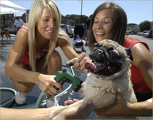 7. Pug New England Patriots Cheerleaders, from left, Quinn Kingston, and Julie Warner, helped Lucy get clean at the third annual Paw Wash. MAP Boston's dog-friendly places YOUR PHOTOS Dogs on winter vacation SUBMIT Photos of dogs in the snow