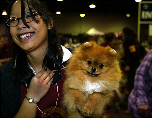 10. Pomeranian Rounding out the Top 10 list are Pomeranians like Joey, seen here with Stephanie Burdick at the 2003 Bay Colony Dog Show. MAP Boston's dog-friendly places YOUR PHOTOS Dogs on winter vacation SUBMIT Photos of dogs in the snow