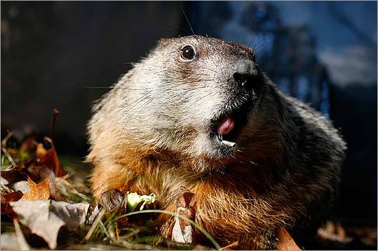 Four-year-old Ms. G has overseen Groundhog Day festivities for the Massachusetts Audubon Society's Drumlin Farm. More than 220 people have signed a petition supporting a state appointment for her.