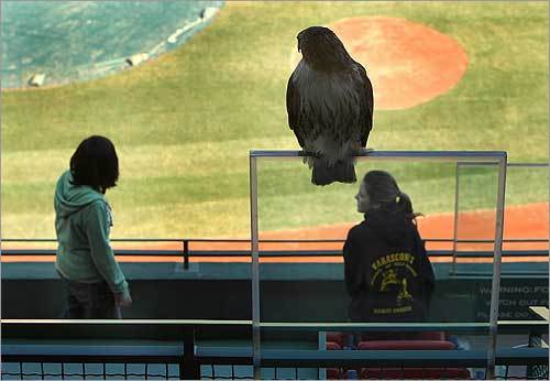 A red-tailed hawk injured a student (left) visiting Fenway Park Thursday. It sat perched above the student moments before it attacked. Ironically, the student's name -- Alexa Rodriguez -- bears an eerie similarity to that of the star third baseman for the Yankees, Alex Rodriguez. And the student's age, 13, is the same number A-Rod wears.