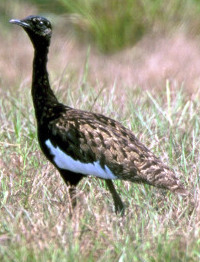 Bengal Florican