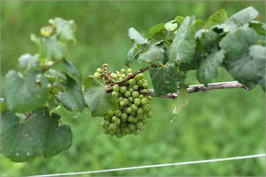 Grapes on the vine at Westport Rivers & Winery.