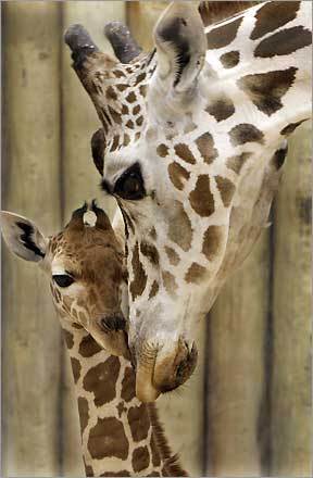 A two-week-old reticulated giraffe is nuzzled by her mother 'Franny' at the Brookfield Zoo in Chicago. The five-foot-tall calf is the the 57th giraffe born at Brookfield Zoo and Franny's third offspring.