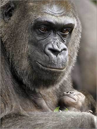 Western Lowland mother gorilla Mouila, shows off her new baby male named Mahale for the first time at Taronga Zoo in Sydney, Australia.