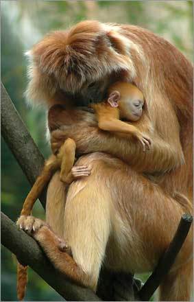 A new-born Javan Lutung (Trachypithecus auratus), also known as Javan Langur, baby is embraced by Smirre, the mother, in the Budapest Zoo in Budapest, Hungary.