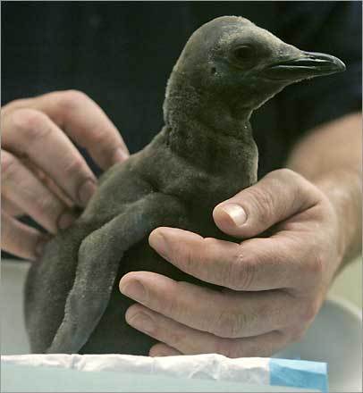 Cincinnati Zoo aviculture superintendent Steve Malowski holds Kyoto, a three-week old baby king penguin.