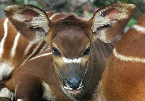 Newborns at Franklin Park Zoo: A baby bongo Isabelle, sits with her mother.