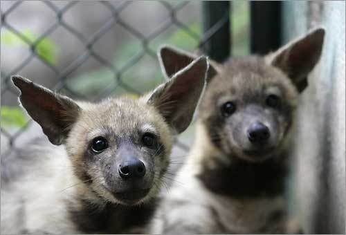 Two baby hyenas sit in their enclosure at Cuba's National Zoological Park on the outskirts of Havana.