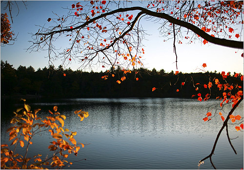 Plants Disappearing In Walden Pond