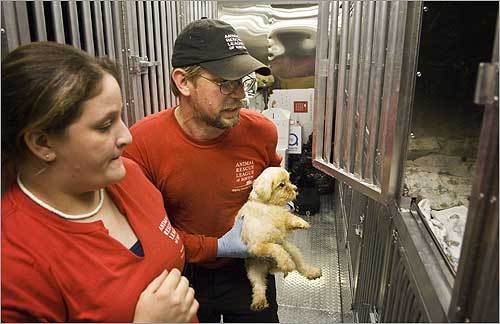 Senior rescue technician Mike Brammer and shelter agent Ashley Arseneau of the Animal Rescue League of Boston loaded almost 50 puppies into their adoption rescue truck after they were discovered in a house condemned by the Randolph Board of Health. To visit the rescue league's website, click here.