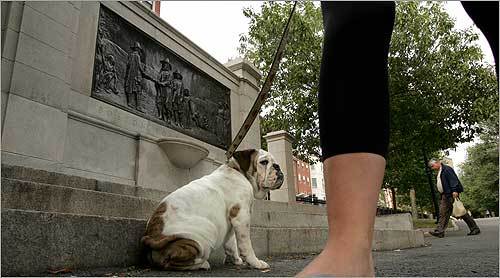 Law student Kathleen Martin of Beacon Hill walked her five-month old bulldog puppy, Sebastian, through Boston Common in 2007.