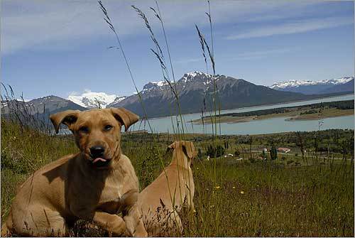 These two Argentinean pups enjoyed the climate of Estancia Nibepo Aike in southern Patagonia, Argentina.