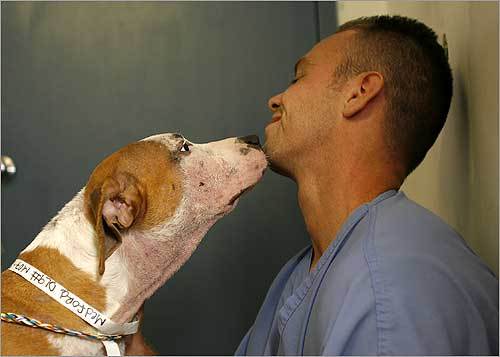 Chris Warner, kennel assistant at North Shore Animal Hospital, received a kiss from a stray pit bull puppy from Medford.